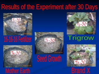 16-16-16 Fertilizer Seed Growth Trigrow Mother Earth Brand X Results of the Experiment after 30 Days 