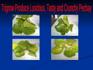 Trigrow Produce Luscious, Tasty and Crunchy Pechay 