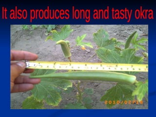 It also produces long and tasty okra 