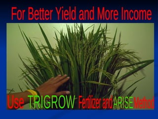 For Better Yield and More Income  Fertilizer and  TRIGROW Use ARISE  Method 