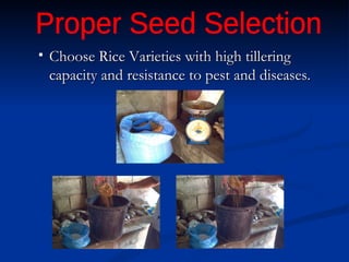 Choose Rice Varieties with high tillering capacity and resistance to pest and diseases. Proper Seed Selection  