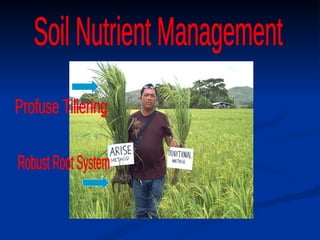 Robust Root System Profuse Tillering Soil Nutrient Management 
