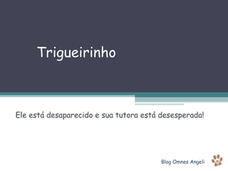 Trigueirinho Ele está desaparecido e sua tutora está desesperada! Blog Omnes Angeli 