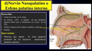 d)Nervio Nasopalatino o
Esfeno palatino interno
Recorrido:
• Canal excavado en el vómer
• Se desliza sobre el tabique (al que abandona
algunos filetes que se distribuyen en el piso de las
FN)
• Orificio superior del conducto palatino anterior
• Paladar
Inervación:
• Mucosa que tapiza la zona gingival
posterior de los incisivos anastomosis
palatino anterior.
 
