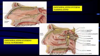101
ESFENOPALATINO INTERNO
NASOPALATINO
ESFENOPALATINO EXTERNO
NASAL SUPERIORES
 
