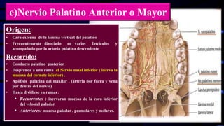 e)Nervio Palatino Anterior o Mayor
Origen:
• Cara externa de la lamina vertical del palatino
• Frecuentemente disociado en varios fascículos y
acompañado por la arteria palatina descendente
Recorrido:
• Conducto palatino posterior
• Desprende a una rama el Nervio nasal inferior ( inerva la
mucosa del cornete inferior) .
• Apófisis palatina del maxilar , (arteria por fuera y vena
por dentro del nervio)
• Hasta dividirse en ramas .
 Recurrentes : inervaran mucosa de la cara inferior
del velo del paladar
 Anteriores: mucosa paladar , premolares y molares.
 