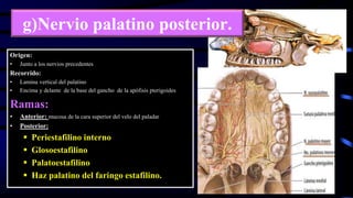 g)Nervio palatino posterior.
Origen:
• Junto a los nervios precedentes
Recorrido:
• Lamina vertical del palatino
• Encima y delante de la base del gancho de la apófisis pterigoides
Ramas:
• Anterior: mucosa de la cara superior del velo del paladar
• Posterior:
 Periestafilino interno
 Glosoestafilino
 Palatoestafilino
 Haz palatino del faringo estafilino.
 