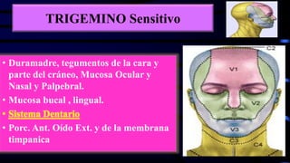 TRIGEMINO Sensitivo
• Duramadre, tegumentos de la cara y
parte del cráneo, Mucosa Ocular y
Nasal y Palpebral.
• Mucosa bucal , lingual.
• Sistema Dentario
• Porc. Ant. Oído Ext. y de la membrana
timpanica
 