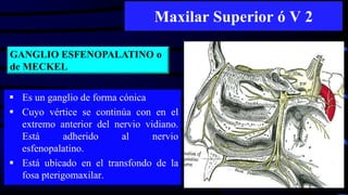 Maxilar Superior ó V 2
 Es un ganglio de forma cónica
 Cuyo vértice se continúa con en el
extremo anterior del nervio vidiano.
Está adherido al nervio
esfenopalatino.
 Está ubicado en el transfondo de la
fosa pterigomaxilar.
GANGLIO ESFENOPALATINO o
de MECKEL
 