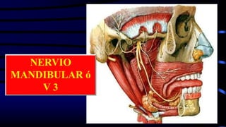 NERVIO
MANDIBULAR ó
V 3
 