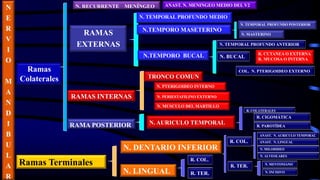 N
E
R
V
I
O
M
A
N
D
I
B
U
L
A
R
N. RECURRENTE MENÍNGEO
R. TER.
R. COL.
N. TEMPORAL PROFUNDO POSTERIOR
Ramas Terminales
N. DENTARIO INFERIOR
Ramas
Colaterales
ANAST. N. MENINGEO MEDIO DEL V2
N. AURICULO TEMPORAL
RAMAS
EXTERNAS
ANAST. N. AURICULO TEMPORAL
R. CUTANEA O EXTERNA
R. MUCOSA O INTERNA
N.TEMPORO BUCAL
N. TEMPORAL PROFUNDO ANTERIOR
N. BUCAL
COL. N. PTERIGOIDEO EXTERNO
N. MASTERINO
R. COLATERALES
N. PTERIGOIDEO INTERNO
N. PERIESTAFILINO EXTERNO
N. MUSCULO DEL MARTILLO
TRONCO COMUN
R. CIGOMÁTICA
R. PAROTÍDEA
N. LINGUAL
RAMAS INTERNAS
RAMA POSTERIOR
ANAST. N. LINGUAL
N. MILOHIDEO
N. ALVEOLARES
N.TEMPORO MASETERINO
N. TEMPORAL PROFUNDO MEDIO
N. MENTONIANO
N. INCISIVO
R. COL.
R. TER.
 
