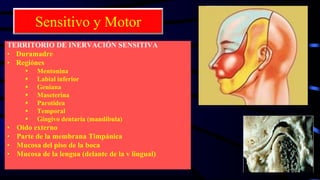Sensitivo y Motor
TERRITORIO DE INERVACIÓN SENSITIVA
• Duramadre
• Regiónes
 Mentonina
 Labial inferior
 Geniana
 Maseterina
 Parotídea
 Temporal
 Gíngivo dentaria (mandíbula)
• Oido externo
• Parte de la membrana Timpánica
• Mucosa del piso de la boca
• Mucosa de la lengua (delante de la v lingual)
 