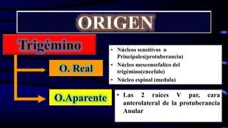 • Núcleos sensitivos o
Principales(protuberancia)
• Núcleo mescensefalico del
trigémino(encefalo)
• Núcleo espinal (medula)
• Las 2 raíces V par, cara
anterolateral de la protuberancia
Anular
 