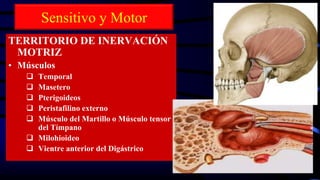 Sensitivo y Motor
TERRITORIO DE INERVACIÓN
MOTRIZ
• Músculos
 Temporal
 Masetero
 Pterigoideos
 Peristafilino externo
 Músculo del Martillo o Músculo tensor
del Tímpano
 Milohioideo
 Vientre anterior del Digástrico
 