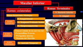 Maxilar Inferior
Ramo Recurrente Meníngeo
N. Temporomaseterino
N. Temporal Profundo Medio
N.Temporobucal
Tronco Común de los nervios del
•Periestafilino Externo
• Pterigoideo interno
• Musculo del Martillo
N. Dentario Inferior
N. Lingual
N. Auriculo Temporal
Ramas colaterales
Ramas Terminales
RAMOS
EXTERNOS
RAMOS
INTERNOS
RAMOS
POSTERIOR
 