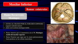 • Ramo Anterior que se anastomosa con el N. Meníngeo
medio del maxilar superior
• Ramo Posterior que sigue por la cisura petroescamosa
hasta perderse en las células mastoideas
Maxilar Inferior
Ramas colaterales
Ramo Recurrente
Meníngeo
• ENTRAAL CRANEO POR EL FORAMEN ESPINOSO
(agujero redondo menor)
• Junto con la arteria meníngea media
 