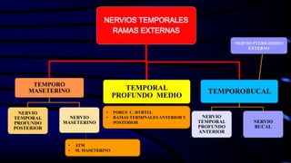 NERVIOS TEMPORALES
RAMAS EXTERNAS
TEMPORO
MASETERINO
NERVIO
TEMPORAL
PROFUNDO
POSTERIOR
NERVIO
MASETERINO
TEMPORAL
PROFUNDO MEDIO
TEMPOROBUCAL
NERVIO
TEMPORAL
PROFUNDO
ANTERIOR
NERVIO
BUCAL
NERVIO PTERIGOIDEO
EXTERNO
• ATM
• M. MASETERINO
• PORUS C. HYRTEL
• RAMAS TERMINALES ANTERIOR Y
POSTERIOR
 