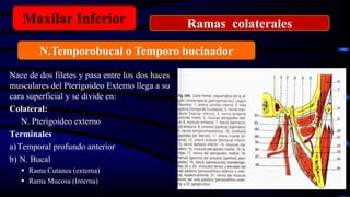 Nace de dos filetes y pasa entre los dos haces
musculares del Pterigoideo Externo llega a su
cara superficial y se divide en:
Colateral:
N. Pterigoideo externo
Terminales
a)Temporal profundo anterior
b) N. Bucal
 Rama Cutanea (externa)
 Rama Mucosa (Interna)
Maxilar Inferior
N.Temporobucal o Temporo bucinador
Ramas colaterales
 