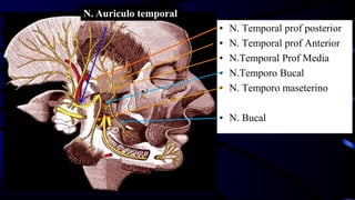 • N. Temporal prof posterior
• N. Temporal prof Anterior
• N.Temporal Prof Media
• N.Temporo Bucal
• N. Temporo maseterino
• N. Bucal
N. Auriculo temporal
 