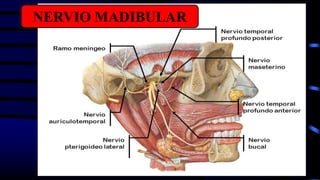 NERVIO MADIBULAR
 