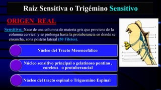 Raíz Sensitiva o Trigémino Sensitivo
ORIGEN REAL
Sensitivo: Nace de una columna de materia gris que proviene de la
columna cervical y se prolonga hasta la protuberancia en donde se
ensancha, zona postero lateral (50 Filetes).
Núcleo del Tracto Mesencefálico
Núcleo sensitivo principal o gelatinoso pontino ,
coreleus o protuberancial
Núcleo del tracto espinal o Triguemino Espinal
 