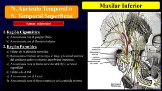 1.Región Cigomática
a) Anastomosis con el ganglio Ótico
b) Anastomosis con el Dentario Inferior
2.Región Parotídea
a) Filetes de la glándula parotidea
b) Ramos para el lóbulo de la oreja, el trago y la mitad anterior
del conducto auditivo externo, membrana timpánica.
c) Anastomosis para la Rama auricular del plexo cervical
superficial
d) Filetes a la ATM
e) Anastomosis con el Facial
f) Anastomosis para el plexo simpático de la carótida externa
N. Auriculo Temporal o
N. Temporal Superficial
Maxilar Inferior
Ramas colaterales
 