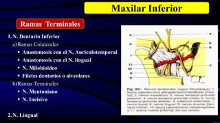 1.N. Dentario Inferior
a)Ramas Colaterales
 Anastomosis con el N. Auriculotemporal
 Anastomosis con el N. lingual
 N. Milohioideo
 Filetes dentarios o alveolares
b)Ramas Terminales
 N. Mentoniano
 N. Incisivo
2.N. Lingual
Maxilar Inferior
Ramas Terminales
 