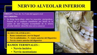 NERVIO ALVEOLAR INFERIOR
ORIGEN : Nace de 4 o 5 mm del agujero oval
RECORRIDO:
• Se dirige hacia abajo, entre los musculos pterigoideos.
Penetra en el conducto mandibular por detrás de la
espina de spix (lingula) acompañado de la arteria
alveolar inferior (describe una curva concava)
RAMOS TERMINALES :
• Nervio incisivo
• Nervio mentoniano
RAMO COLATERALES :
• Ramo comunicante :nervio lingual
• Nervio milohioideo ; N. vientre anterior del Digastrico
• Nervio vientre anterior del digastrico
 