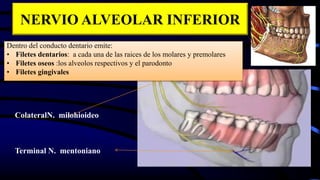 Dentro del conducto dentario emite:
• Filetes dentarios: a cada una de las raices de los molares y premolares
• Filetes oseos :los alveolos respectivos y el parodonto
• Filetes gingivales
Terminal N. mentoniano
ColateralN. milohioideo
NERVIO ALVEOLAR INFERIOR
 