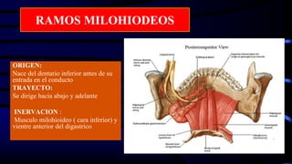 RAMOS MILOHIODEOS
ORIGEN:
Nace del dentario inferior antes de su
entrada en el conducto
TRAYECTO:
Se dirige hacia abajo y adelante
INERVACION :
Musculo milohioideo ( cara inferior) y
vientre anterior del digastrico
 