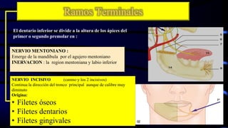 Ramos Terminales
El dentario inferior se divide a la altura de los ápices del
primer o segundo premolar en :
NERVIO MENTONIANO :
Emerge de la mandibula por el agujero mentoniano
INERVACION : la region mentoniana y labio inferior
NERVIO INCISIVO (canino y los 2 incisivos)
Continua la dirección del tronco principal aunque de calibre muy
diminuto
Origina:
• Filetes óseos
• Filetes dentarios
• Filetes gingivales
 