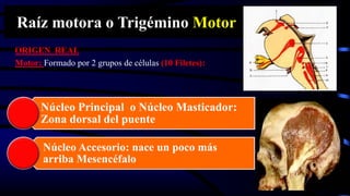 Raíz motora o Trigémino Motor
ORIGEN REAL
Motor: Formado por 2 grupos de células (10 Filetes):
Núcleo Principal o Núcleo Masticador:
Zona dorsal del puente
Núcleo Accesorio: nace un poco más
arriba Mesencéfalo
 