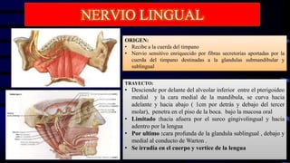TRAYECTO:
• Desciende por delante del alveolar inferior entre el pterigoideo
medial y la cara medial de la mandibula, se curva hacia
adelante y hacia abajo ( 1cm por detrás y debajo del tercer
molar), penetra en el piso de la boca. bajo la mucosa oral
• Limitado :hacia afuera por el surco gingivolingual y hacia
adentro por la lengua
• Por ultimo :cara profunda de la glandula sublingual , debajo y
medial al conducto de Warton .
• Se irradia en el cuerpo y vertice de la lengua
ORIGEN:
• Recibe a la cuerda del timpano
• Nervio sensitivo enriquecido por fibras secretorias aportadas por la
cuerda del timpano destinadas a la glandulas submandibular y
sublingual
NERVIO LINGUAL
 