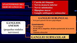 • Cuerda del timpano
• Nervio dentario inferior
• Nervio milohioideo
• Hipogloso mayor
• Ganglio sublingual y submaxilar
ANASTOMOSIS DEL
NERVIO LINGUAL
GANGLIO SUBLINGUAL
• En la parte posterior del surco gingivolingual
Anastomosis:
• Nervio lingual
• Recibe fibras simpaticas del plexo periarterial de la arteria
facial
• Glándula submaxilar
GANGLIOS
ANEXOS
(pequeños nodulos
nerviosos)
GANGLIO SUBMAXILAR
 