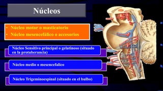 Núcleos
• Núcleo motor o masticatorio
• Núcleo mesencefálico o accesorios
Núcleo Sensitivo principal o gelatinoso (situado
en la protuberancia)
Núcleo medio o mesencefalico
Núcleo Trigeminoespinal (situado en el bulbo)
 