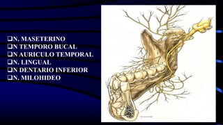 N. MASETERINO
N TEMPORO BUCAL
N AURICULO TEMPORAL
N. LINGUAL
N DENTARIO INFERIOR
N. MILOHIDEO
 