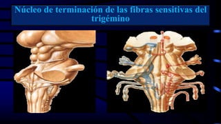 Núcleo de terminación de las fibras sensitivas del
trigémino
 