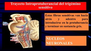Trayecto Intraprotuberancial del trigémino
sensitivo
Estas fibras sensitivas van hacia
atrás y adentro para
introducirse en la protuberancia
y terminar en sustancia gris.
NUCLEOS
NEURONALES
 