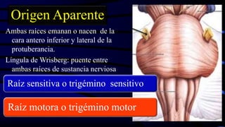 Ambas raíces emanan o nacen de la
cara antero inferior y lateral de la
protuberancia.
Língula de Wrisberg: puente entre
ambas raíces de sustancia nerviosa
Raíz sensitiva o trigémino sensitivo
Raíz motora o trigémino motor
Origen Aparente
 