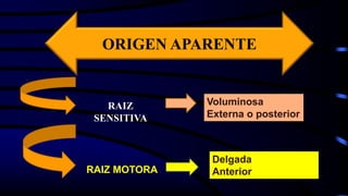 ORIGEN APARENTE
RAIZ
SENSITIVA
Voluminosa
Externa o posterior
RAIZ MOTORA
Delgada
Anterior
 