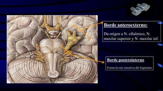Borde anteroexterno:
Da origen a N. oftalmico, N.
maxilar superior y N. maxilar inf.
Borde posterointerno
Forma la raiz sensitiva del trigemino
 