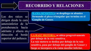 RECORRIDO Y RELACIONES
Las dos raíces se
dirigen desde la cara
anteroinferior de la
protuberancia hacia
adelante y afuera en
dirección al borde
superior del peñasco.
RAMA SENSITIVA: se despliega en abanico
formando el plexo triangular que termina en el
Ganglio de Gasser.
LA RAIZ MOTORA: se ubica progresivamente
por debajo de la raíz sensitiva.
La raíz motora se desliza por debajo de la raíz
sensitiva, pasa por debajo del ganglio de Gasser y
luego se incorpora a la rama maxilar inferior.
 