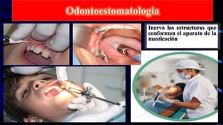 Inerva las estructuras que
conforman el aparato de la
masticación
 