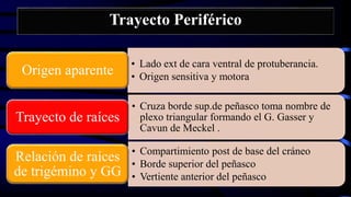 Trayecto Periférico
• Lado ext de cara ventral de protuberancia.
• Origen sensitiva y motora
Origen aparente
• Cruza borde sup.de peñasco toma nombre de
plexo triangular formando el G. Gasser y
Cavun de Meckel .
Trayecto de raíces
• Compartimiento post de base del cráneo
• Borde superior del peñasco
• Vertiente anterior del peñasco
Relación de raíces
de trigémino y GG
 