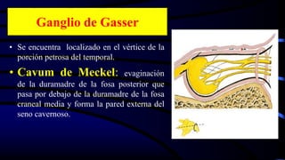 • Se encuentra localizado en el vértice de la
porción petrosa del temporal.
• Cavum de Meckel: evaginación
de la duramadre de la fosa posterior que
pasa por debajo de la duramadre de la fosa
craneal media y forma la pared externa del
seno cavernoso.
Ganglio de Gasser
 