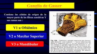 Contiene las células de origen de la
mayor parte de las fibras sensitivas Y
sus ramas son :
V1 u Oftálmico
V2 o Maxilar Superior
V3 o Mandibular
 