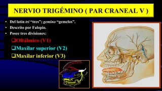 NERVIO TRIGÉMINO ( PAR CRANEAL V )
• Del latín tri “tres”; gemino “gemelos”.
• Descrito por Falopio.
• Posee tres divisiones:
Oftálmico (V1)
Maxilar superior (V2)
Maxilar inferior (V3)
 