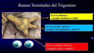 Ramos Terminales del Trigemino
Nervio oftálmico
( ganglio oftálmico o willis)
Nervio maxilar superior
( ganglio esfenopalatino o meckel )
Nervio maxilar inferior
( ganglio otico o arnold )
 