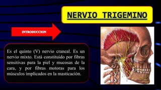 NERVIO TRIGEMINO
Es el quinto (V) nervio craneal. Es un
nervio mixto. Está constituido por fibras
sensitivas para la piel y mucosas de la
cara, y por fibras motoras para los
músculos implicados en la masticación.
 