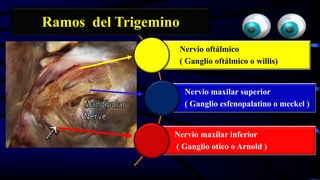 Nervio oftálmico
( Ganglio oftálmico o willis)
Nervio maxilar superior
( Ganglio esfenopalatino o meckel )
Nervio maxilar inferior
( Ganglio otico o Arnold )
Ramos del Trigemino
 